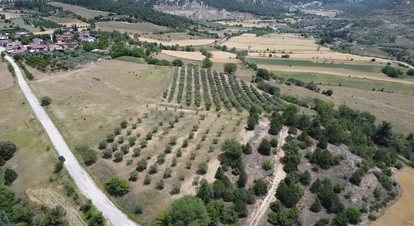Bilecik Gölpazarı’nda 22 Dönüm Satılık Zeytinlik Arazi